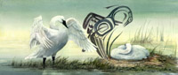 Trumpeter Swans